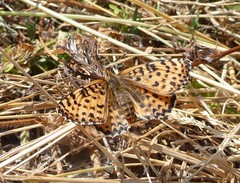 Melitaea