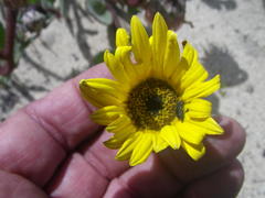 Arctotis angustifolia