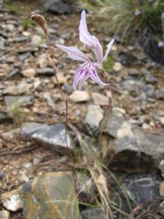 Gladiolus permeabilis permeabilis