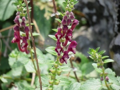 Scutellaria sibthorpii