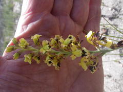 Tritoniopsis parviflora parviflora