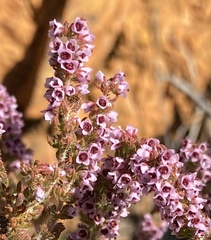 Erica melanthera