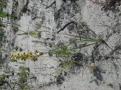 Tritoniopsis parviflora parviflora