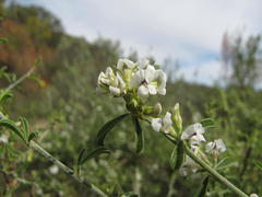 Psoralea spissa