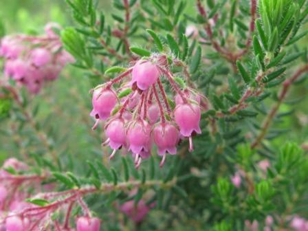 Parrot Heath (Erica psittacina)