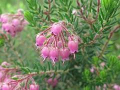 Erica psittacina