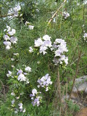 Psoralea odoratissima