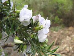 Psoralea odoratissima