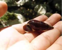 Pachychilus glaphyrus