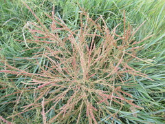 Corispermum declinatum