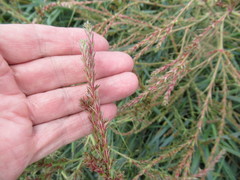 Corispermum declinatum