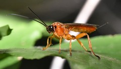 Theronia hilaris