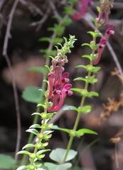 Scutellaria sibthorpii