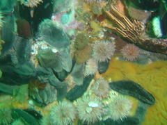 Pentacta doliolum