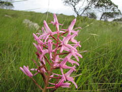 Disa nervosa