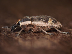 Cosmogaster lateralis