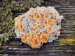 Rhizoplaca subdiscrepans