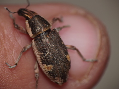 Cosmogaster lateralis