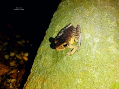 Pulchrana baramica
