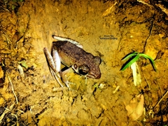 Pulchrana baramica