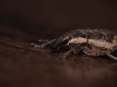 Cosmogaster lateralis