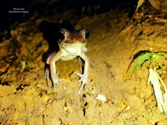 Pulchrana baramica