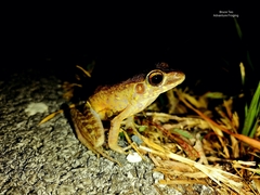 Pulchrana baramica