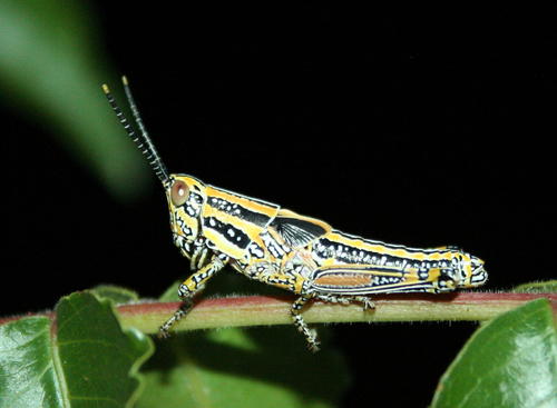 Elegant grasshopper