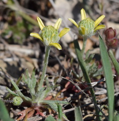 Ceratocephala falcata