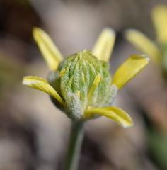 Ceratocephala falcata