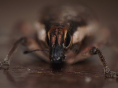 Cosmogaster lateralis