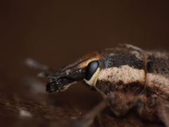 Cosmogaster lateralis