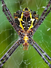 Argiope