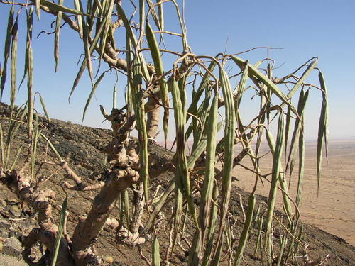 Moringa ovalifolia image