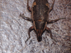 Cosmogaster lateralis