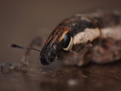 Cosmogaster lateralis