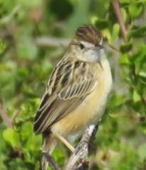 Cisticola juncidis terrestris