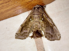 Langsdorfia franckii