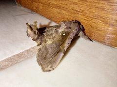 Langsdorfia franckii