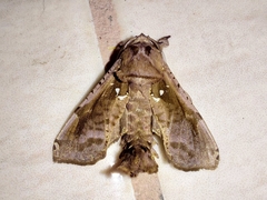 Langsdorfia franckii