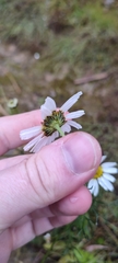 Tripleurospermum hookeri