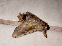 Langsdorfia franckii