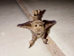 Langsdorfia franckii