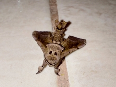 Langsdorfia franckii