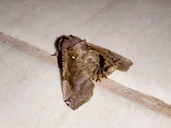 Langsdorfia franckii