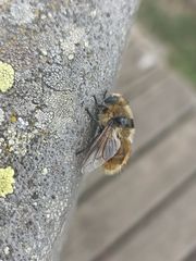 Cephenemyia stimulator