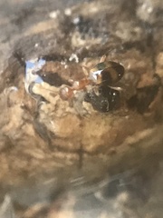 Acanthinus scitulus