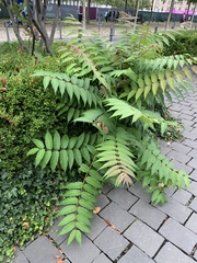 Ailanthus altissima