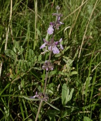Ajuga integrifolia