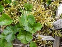 Coptis trifolia